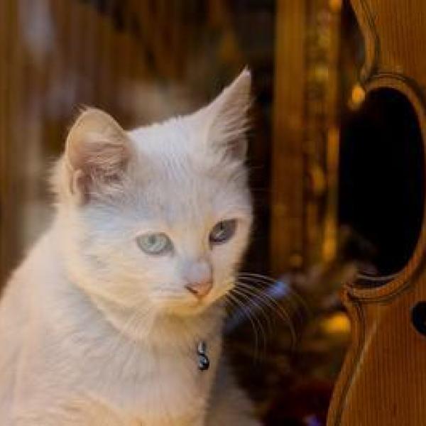 cat